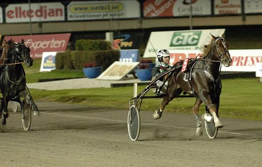 Så här lätt vann Commander Crowe sin Breeders Crown-semifinal tillsammans med Johnny Takter. På lördag jagar den väldige fuxen 14:e raka segern och kommer att bli ett flitigt anlitat singelstreck bland V75-spelarna. Foto: Lars Jakobsson