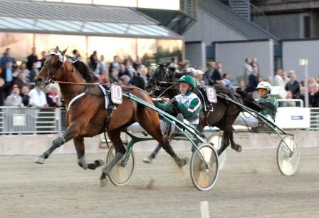 Jocose är en av tio hästar som jagar en plats i Elitloppet på lördag. I fjol tog sig hingsten till Elitloppet genom seger i gulddivisionens final på V75. Foto: Lars Jakobsson