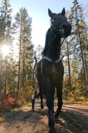 Senast satte en galopp stopp för hans segerstaplande. Nu talar mycket för att Meadow Zoot tar en ny V75-seger. Foto: Thomas Blomqvist. Senast satte en galopp stopp för hans segerstaplande. Nu talar mycket för att Meadow Zoot tar en ny V75-seger. Foto: Thomas Blomqvist.